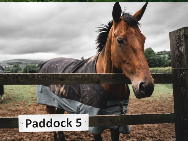 equied-online-course-paddock-management