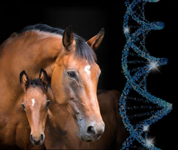 Diploma in Equine Genetics