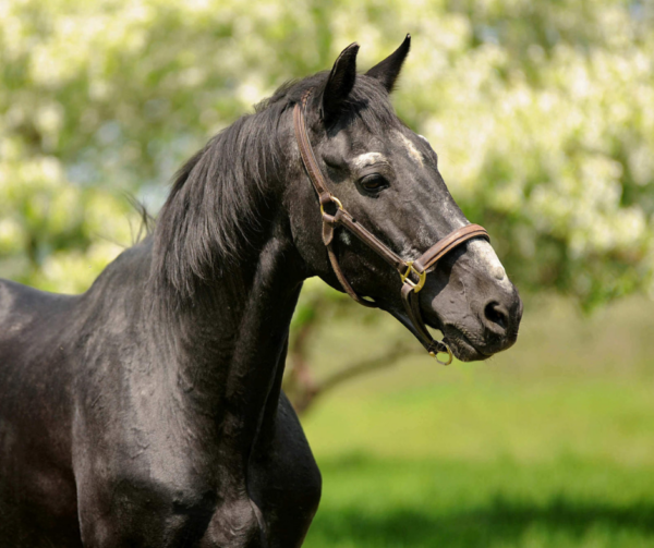 Caring for the Senior Horse