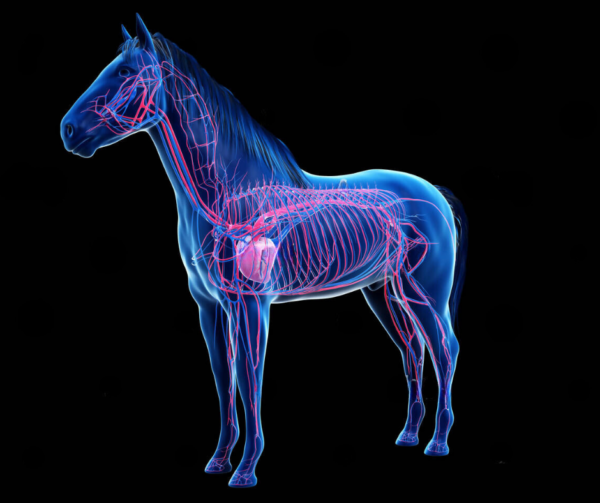 The Equine Cardiovascular System