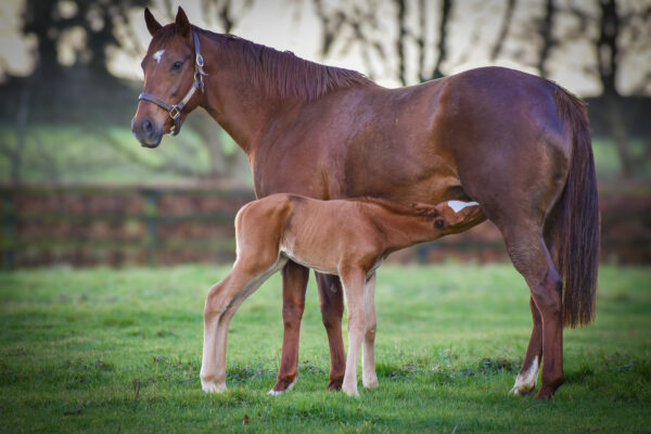 The Equine Foal