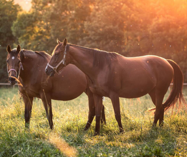 The Pregnant Mare Online Course